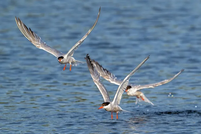 Framed Print : Three Common terns (Sterna hirundo) in breeding plumage, flying over water fishing along the North Sea coast in summer, Zeeland, Netherlands, North Sea. August Framed Print : Three Common terns (Sterna hirundo) in breeding plumage, flying over water fishing along the North Sea coast in summer, Zeeland, Netherlands, North Sea. August