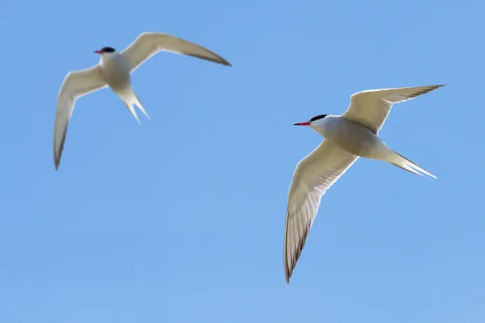 Framed Print : Two Common terns (Sterna hirundo) in breeding plumage in flight against blue sky, Zeeland, Netherlands. May