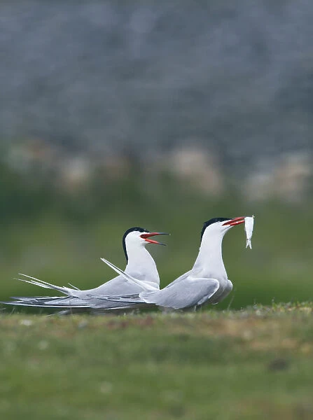 Two Common terns (Sterna hirundo) one with fish in its beak, the other calling, Texel