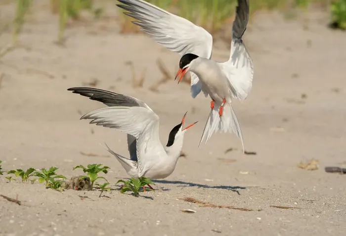 Framed Print : Two Common terns (Sterna hirundo) in middle of aggressive encounter as one lands near nest with chick in it. Long Island, New York, USA. June Framed Print : Two Common terns (Sterna hirundo) in middle of aggressive encounter as one lands near nest with chick in it. Long Island, New York, USA. June