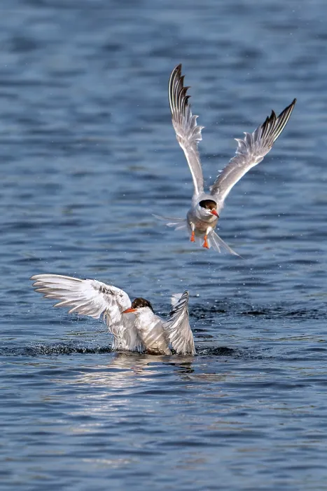 Framed Print : Two Common terns (Sterna hirundo) splashing in freshwater lake to clean feathers, Zeeland, Netherlands. August Framed Print : Two Common terns (Sterna hirundo) splashing in freshwater lake to clean feathers, Zeeland, Netherlands. August