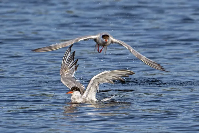 Framed Print : Two Common terns (Sterna hirundo) splashing in lake to clean feathers, Zeeland, Netherlands. August