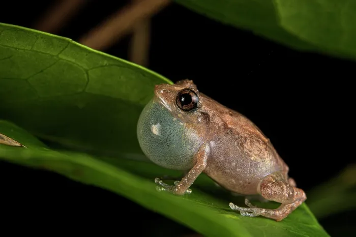 Framed Print : Common tink frog (Diasaporus diastema) male calling whilst sitting on leaf, Escudo de Veraguas Island, Panama