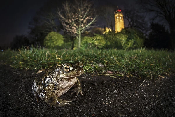 Common toad (Bufo bufo) on Brandon Hill with Cabot Tower in the background, Bristol, UK