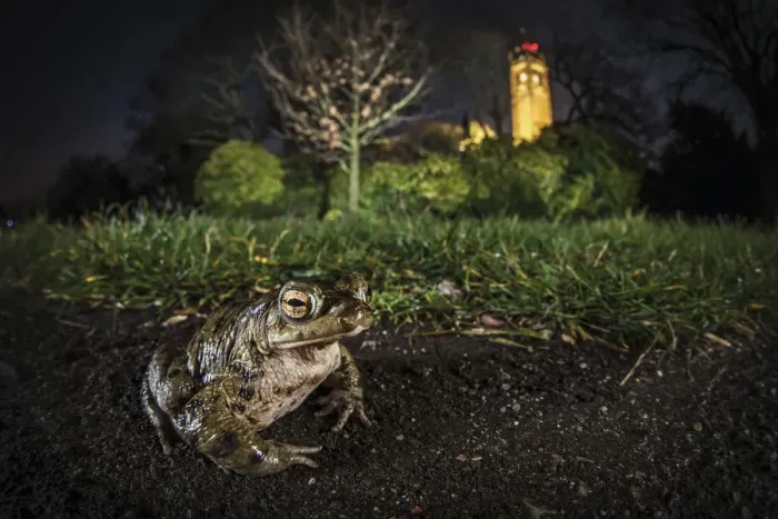 Framed Print : Common toad (Bufo bufo) on Brandon Hill with Cabot Tower in the background, Bristol, UK Framed Print : Common toad (Bufo bufo) on Brandon Hill with Cabot Tower in the background, Bristol, UK