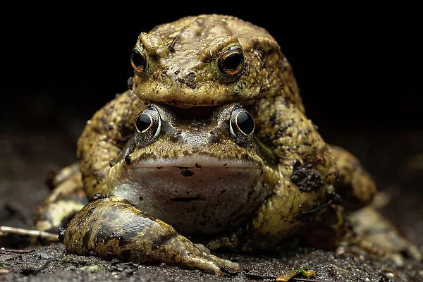Common toad (Bufo bufo) and Common frog (Rana temporaria) in attempted amplexus, Lucerne, Switzerland. April