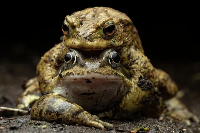 Framed Print : Common toad (Bufo bufo) and Common frog (Rana temporaria) in attempted amplexus, Lucerne, Switzerland. April