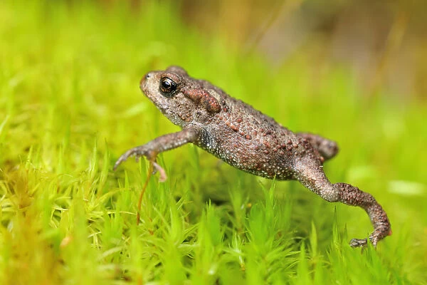 Common Toad (Bufo bufo) juvenile toadlet walking over moss in birchwood in late summer