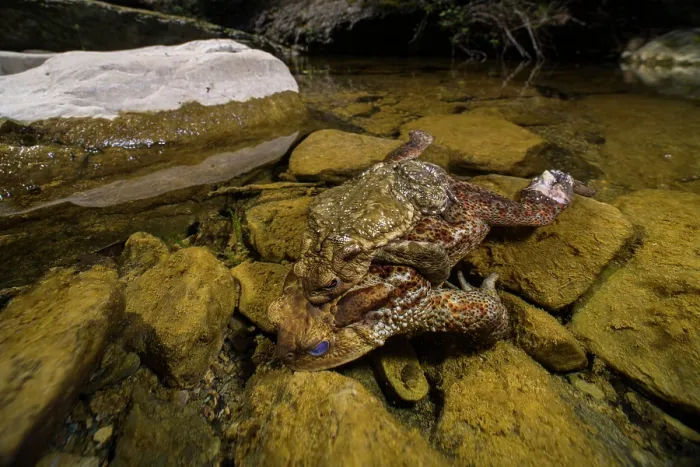 Framed Print : Common toad (Bufo bufo) male holding dead female in amplexus, Viterbo, Italy. Female likely killed by mating ball behaviour Framed Print : Common toad (Bufo bufo) male holding dead female in amplexus, Viterbo, Italy. Female likely killed by mating ball behaviour