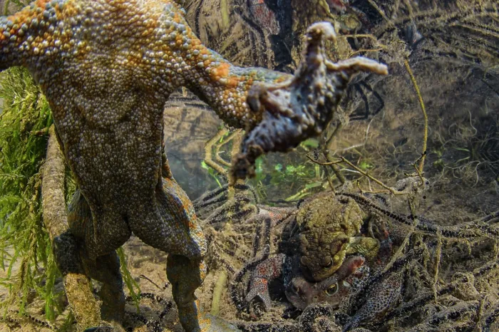 Framed Print : Common toad (Bufo bufo) male swims to surface as pair behind spawn in amplexus, Luni, Viterbo, Italy Framed Print : Common toad (Bufo bufo) male swims to surface as pair behind spawn in amplexus, Luni, Viterbo, Italy