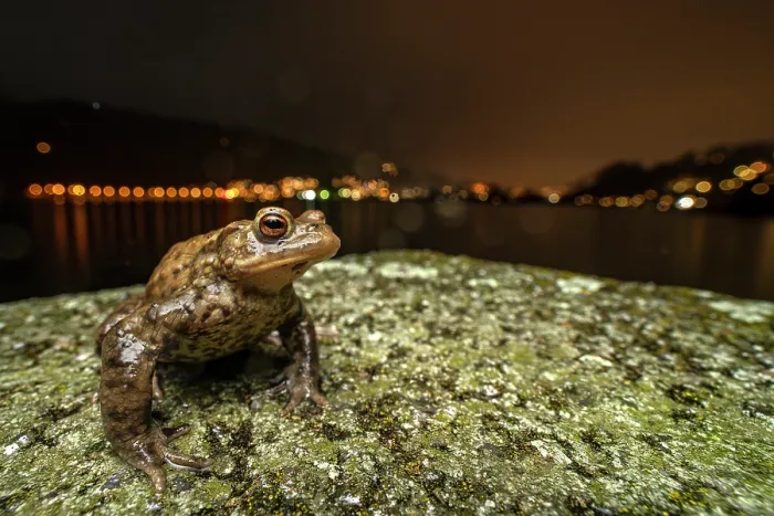 Framed Print : Common toad (Bufo bufo) posing in front of the city lights at night during amphibian migration, Lucerne, Switzerland. March Framed Print : Common toad (Bufo bufo) posing in front of the city lights at night during amphibian migration, Lucerne, Switzerland. March