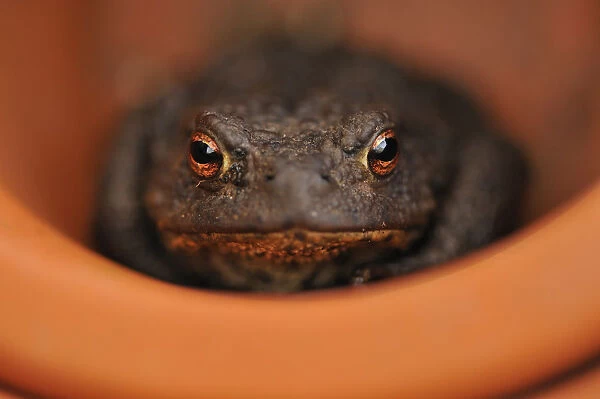 Common Toad (Bufo bufo) resting in a plant pot. Perthshire, Scotland, April