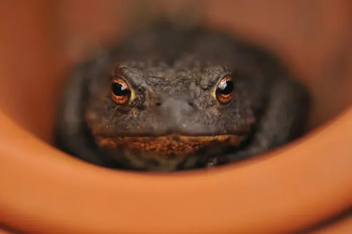 Framed Print : Common Toad (Bufo bufo) resting in a plant pot. Perthshire, Scotland, April Framed Print : Common Toad (Bufo bufo) resting in a plant pot. Perthshire, Scotland, April