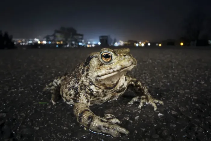 Framed Print : Common toad (Bufo bufo) with urban lights behind, Bristol, UK Framed Print : Common toad (Bufo bufo) with urban lights behind, Bristol, UK