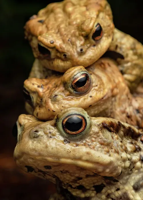 Framed Print : Three Common toads (Bufo bufo) in amplexus, Lucerne, Switzerland. March. Cropped Framed Print : Three Common toads (Bufo bufo) in amplexus, Lucerne, Switzerland. March. Cropped