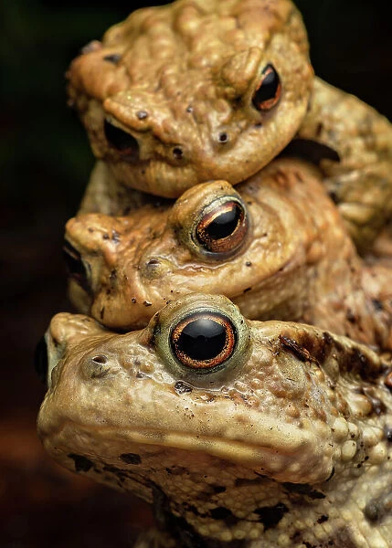 Three Common toads (Bufo bufo) in amplexus, Lucerne, Switzerland. March. Cropped