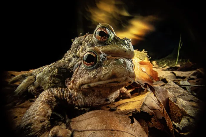 Framed Print : Common toads (Bufo bufo) pair in amplexus with experimental lighting in background, Lucerne, Switzerland. February Framed Print : Common toads (Bufo bufo) pair in amplexus with experimental lighting in background, Lucerne, Switzerland. February