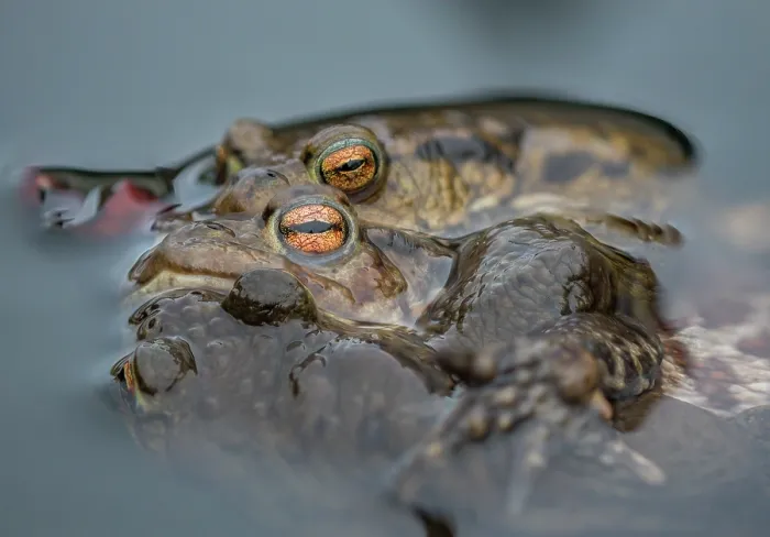 Framed Print : Common toads (Bufo bufo) pair in amplexus in garden pond, Wales, UK Framed Print : Common toads (Bufo bufo) pair in amplexus in garden pond, Wales, UK