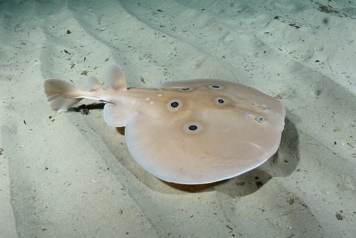 Framed Print : Common torpedo ray (Torpedo torpedo) swimming over sandy seabed, Playa Granadella, Spain, Mediterranean Sea Framed Print : Common torpedo ray (Torpedo torpedo) swimming over sandy seabed, Playa Granadella, Spain, Mediterranean Sea