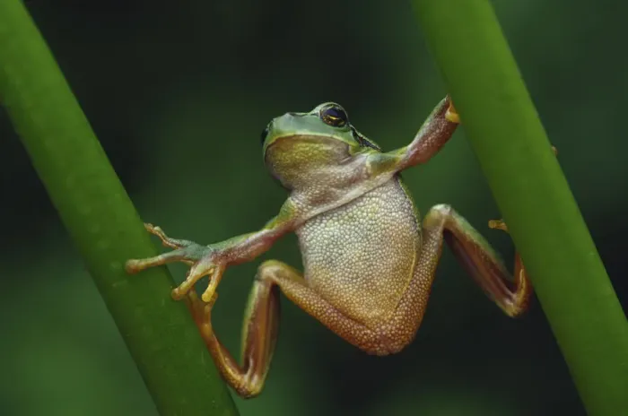 Framed Print : Common tree frog {Hyla arborea} climbing vegetation doing the splits Framed Print : Common tree frog {Hyla arborea} climbing vegetation doing the splits