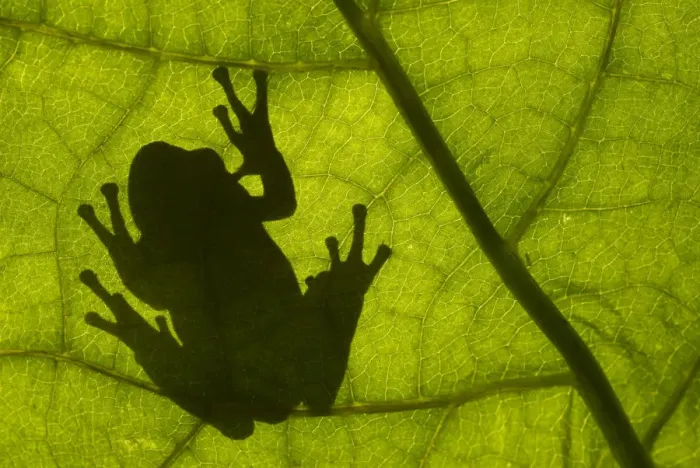 Framed Print : Common tree frog (Hyla arborea) silhouette viewed through leaf, the Netherlands