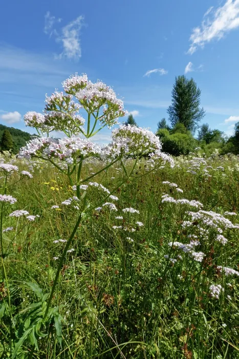 Framed Print : Common valerian (Valeriana officinalis) stand in flower in meadow, Callander Meadows, Callander, Perthshire, Scotland, UK. July Framed Print : Common valerian (Valeriana officinalis) stand in flower in meadow, Callander Meadows, Callander, Perthshire, Scotland, UK. July