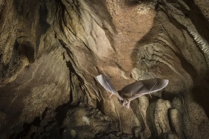 Framed Print : Common vampire bat (Desmodus rotundus) exiting cave, Costa Rica, March 2014 Framed Print : Common vampire bat (Desmodus rotundus) exiting cave, Costa Rica, March 2014
