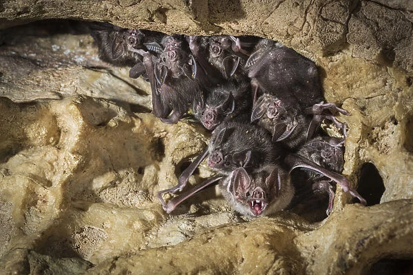 Common vampire bats (Desmodus rotundus) roosting in cave, Costa Rica