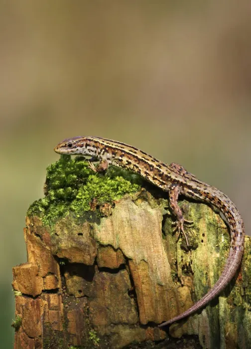 Framed Print : Common / Viviparous lizard (Lacerta vivipera) on mossy stone. Derbyshire, UK, April Framed Print : Common / Viviparous lizard (Lacerta vivipera) on mossy stone. Derbyshire, UK, April