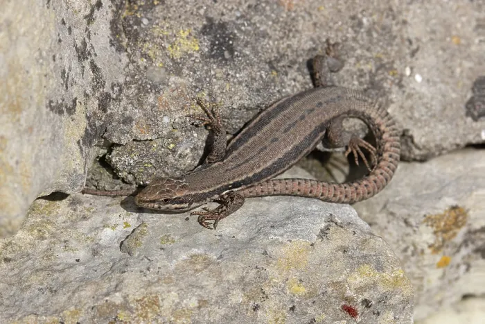 Framed Print : Common wall lizard (Podarcis muralis) resting on stone, Dorset, England, UK. April Framed Print : Common wall lizard (Podarcis muralis) resting on stone, Dorset, England, UK. April