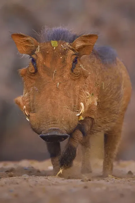 Framed Print : Common Warthog (Phacochoerus africanus) portrait, Zimanga Private Nature Reserve, KwaZulu Natal