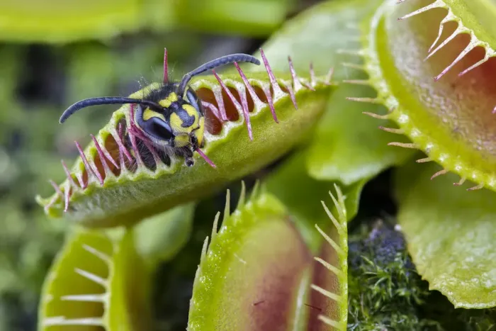 Framed Print : Common wasp (Vespa vulgaris) caught in a Venus flytrap (Dionaea muscipula), cultivated Framed Print : Common wasp (Vespa vulgaris) caught in a Venus flytrap (Dionaea muscipula), cultivated