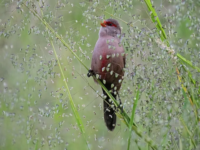 Framed Print : Common waxbill (Estrilda astrild) male, feeding on seed heads, Kirstenbosch Botanical Gardens, Cape Town, South Africa Framed Print : Common waxbill (Estrilda astrild) male, feeding on seed heads, Kirstenbosch Botanical Gardens, Cape Town, South Africa