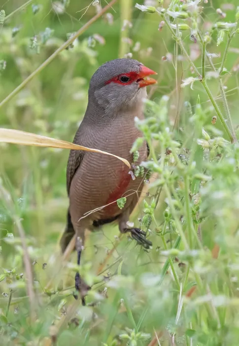 Framed Print : Common waxbill (Estrilda astrild) male, feeding on seed heads, Kirstenbosch Botanical Gardens, Cape Town, South Africa Framed Print : Common waxbill (Estrilda astrild) male, feeding on seed heads, Kirstenbosch Botanical Gardens, Cape Town, South Africa