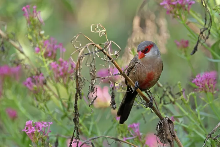 Framed Print : Common waxbill (Estrilda astrild) perched on branch with pink flowers, Barcelona, Spain. August Framed Print : Common waxbill (Estrilda astrild) perched on branch with pink flowers, Barcelona, Spain. August