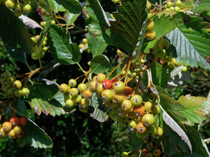 Framed Print : Common whitebeam (Sorbus aria) berries ripening on tree, Dorset, England, UK. August Framed Print : Common whitebeam (Sorbus aria) berries ripening on tree, Dorset, England, UK. August