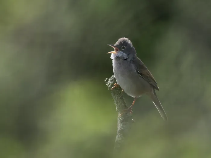 Framed Print : Common whitethroat (Sylvia Communis) perched on branch singing, Essex, England, UK. April Framed Print : Common whitethroat (Sylvia Communis) perched on branch singing, Essex, England, UK. April