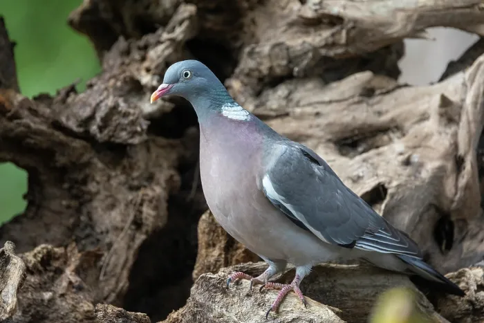 Framed Print : Common wood pigeon (Columba palumbus) perched on a stump in undergrowth, lle et Vilaine, Brittany, France. May Framed Print : Common wood pigeon (Columba palumbus) perched on a stump in undergrowth, lle et Vilaine, Brittany, France. May