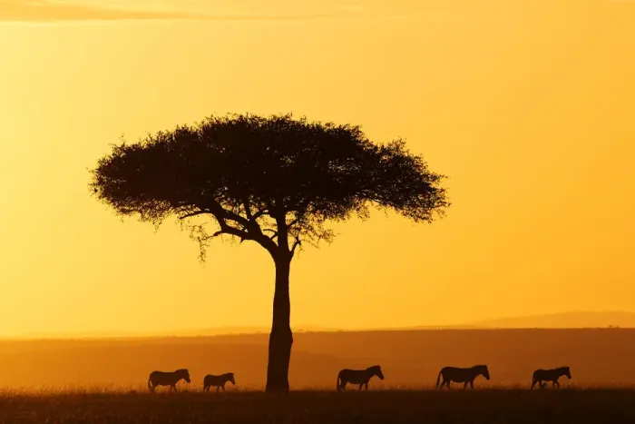 Framed Print : Common zebra (Equus quagga) group walking at sunrise through the savannah, Masai Framed Print : Common zebra (Equus quagga) group walking at sunrise through the savannah, Masai