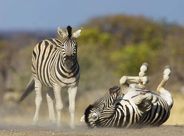 Common zebra {Equus quagga} rolling on ground, dustbathing, Etosha national park, Namibia