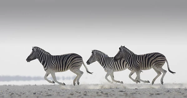 Three Common zebra {Equus quagga} running. Namibia