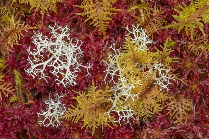 Framed Print : Commuity of mosses predominately red Sphagnum Moss (Sphagnum sp Framed Print : Commuity of mosses predominately red Sphagnum Moss (Sphagnum sp