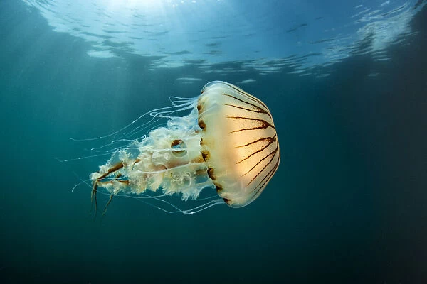 Compass jellyfish (Chrysaora hysoscella) swimming near the surface, Cornwall, UK