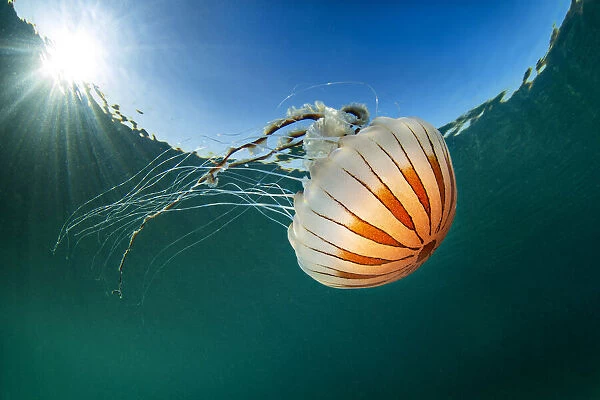 Compass jellyfish (Chrysaora hysoscella) with sunburst close to the surface, Talland Bay, Cornwall, UK, English Channel