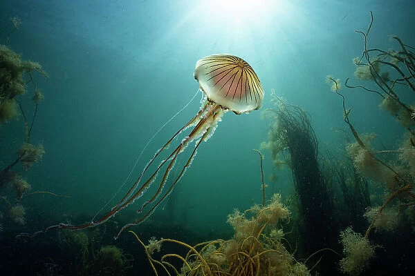 Compass jellyfish (Chrysaora hysoscella) swimming up towards surface with sunbeams, Falmouth, Cornwall, August