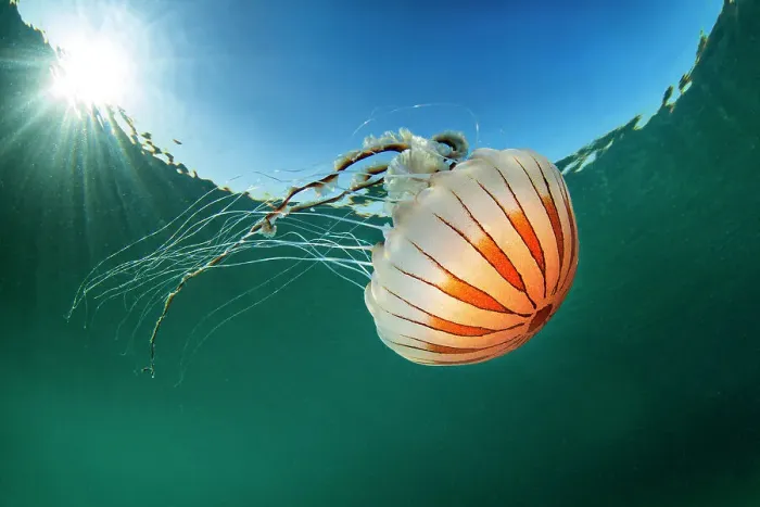 Framed Print : Compass jellyfish (Chrysaora hysoscella) with sunburst close to the surface, Talland Bay, Cornwall, UK, English Channel Framed Print : Compass jellyfish (Chrysaora hysoscella) with sunburst close to the surface, Talland Bay, Cornwall, UK, English Channel