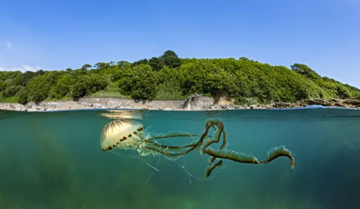 Framed Print : Compass jellyfish (Chrysaora hysoscella) swimming near surface, Cornwall, UK
