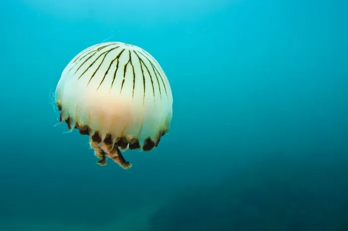 Framed Print : Compass jellyfish (Chrysaora hysoscella) swimming over a rocky reef, Plymouth, Devon Framed Print : Compass jellyfish (Chrysaora hysoscella) swimming over a rocky reef, Plymouth, Devon