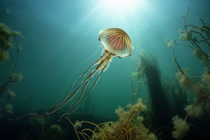Framed Print : Compass jellyfish (Chrysaora hysoscella) swimming up towards surface with sunbeams, Falmouth, Cornwall, August Framed Print : Compass jellyfish (Chrysaora hysoscella) swimming up towards surface with sunbeams, Falmouth, Cornwall, August