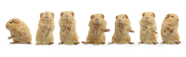 Composite image of dancing guinea pig, standing on hind legs sequence